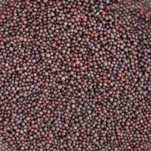  Rai (Mustard Seeds)